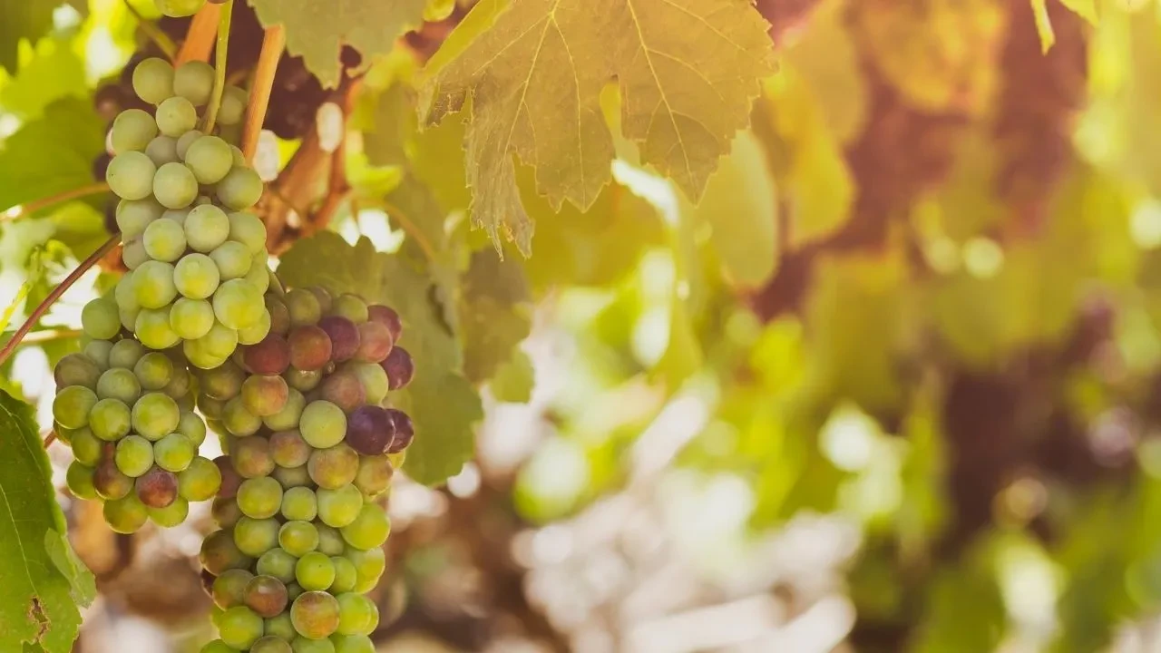 Orta Çağ insanları bardak bardak içiyordu! Erikten daha ekşi antioksidan suyu