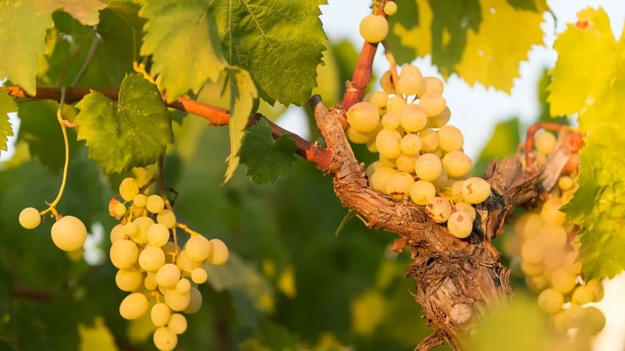 Orta Çağ insanları bardak bardak içiyordu! Erikten daha ekşi antioksidan suyu