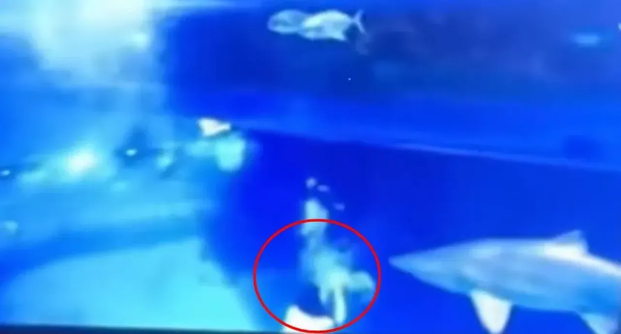 'Deniz kızı'na köpek balığı saldırısı! Havuz kan gölüne, gösteri dehşete dönüştü
