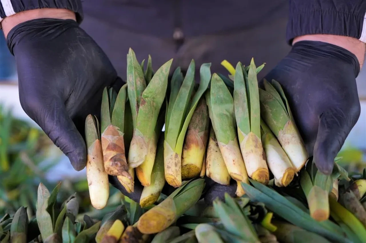 Yemekleri lezzetlendiren baharın habercisi Muş’ta tezgahları süsledi: C vitamini deposunun fiyatı belli oldu!