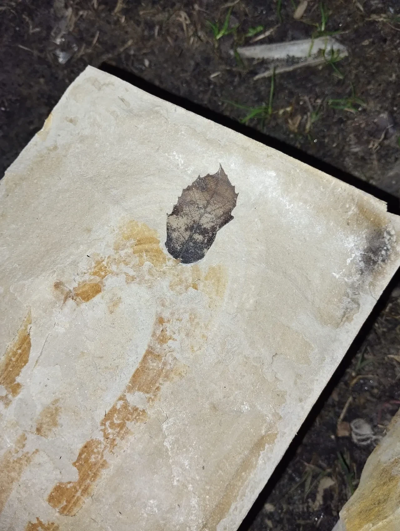 Kuşadası'nda heyecan verici keşif! Yaklaşık 15 milyon yıl öncesine ait: Ege Bölgesi için kritik