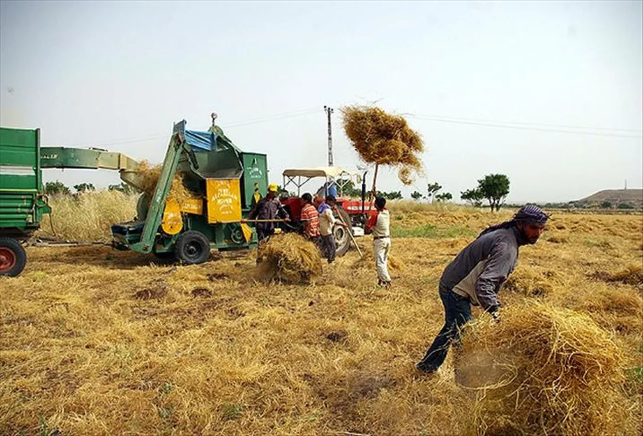 TİGEM 306 geçici işçi alımı için düğmeye bastı! Başvurular İŞKUR üzerinden başlıyor