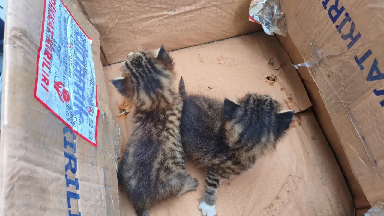 Aracın motoruna giren yavru kedileri kurtarmak için mahalleli seferber oldu