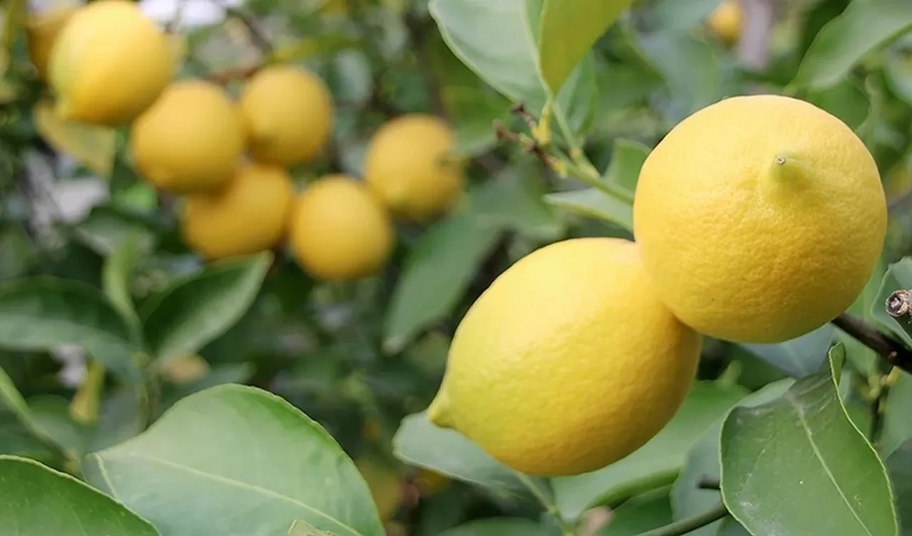 Bakanlık duyurdu! Limon ihracatı durduruldu
