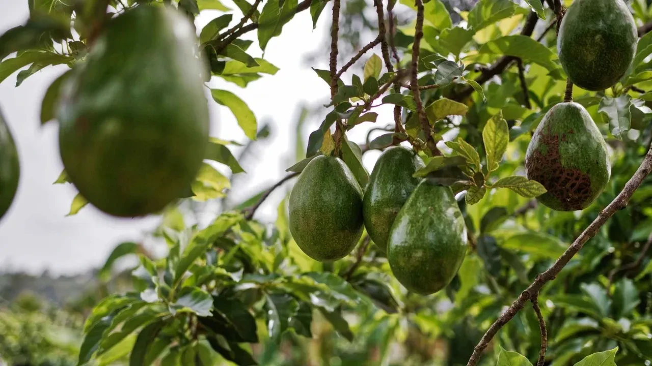 Dünyanın en yaşlı insanı 125 yaşında! Kahvaltısında her gün aynı meyveyi yiyor