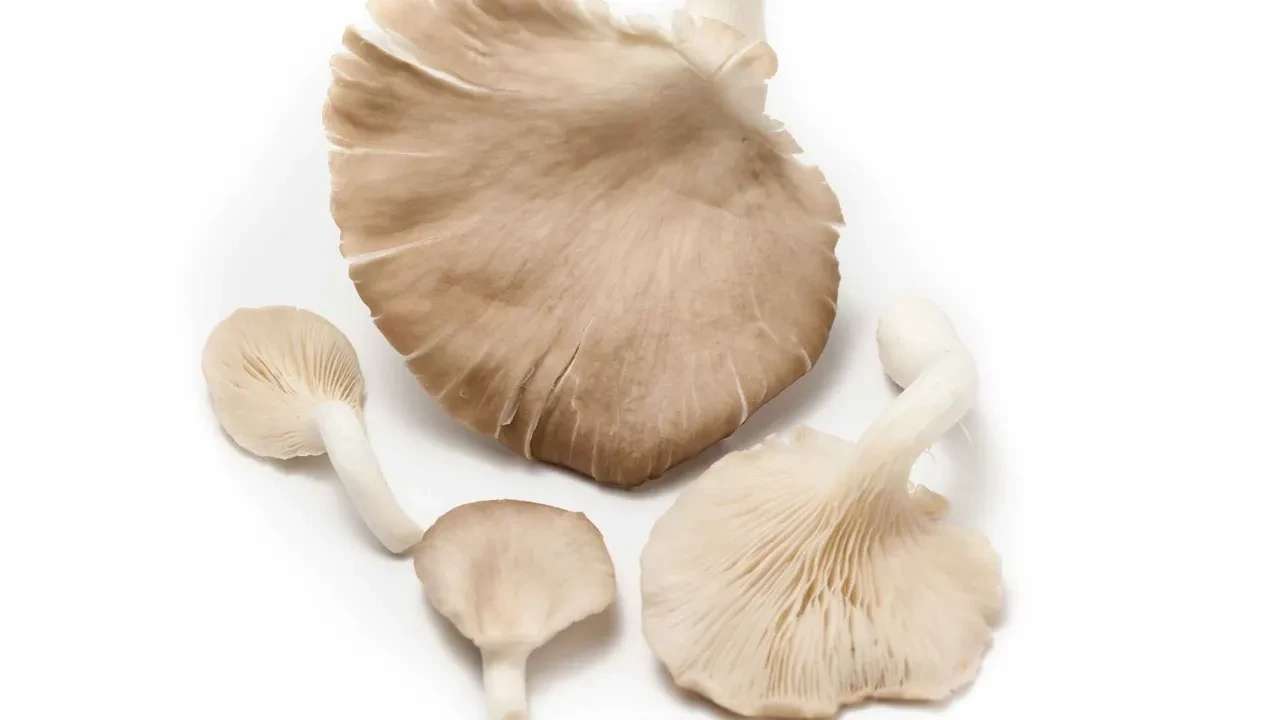 İsottan bile daha acı! Ağaçta yetişiyor, bir gramı bile gözyaşı getiriyor