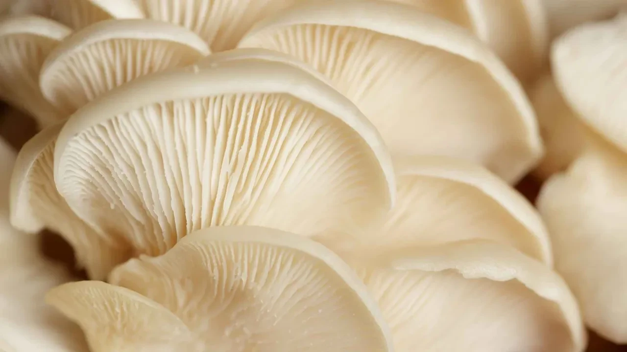 İsottan bile daha acı! Ağaçta yetişiyor, bir gramı bile gözyaşı getiriyor