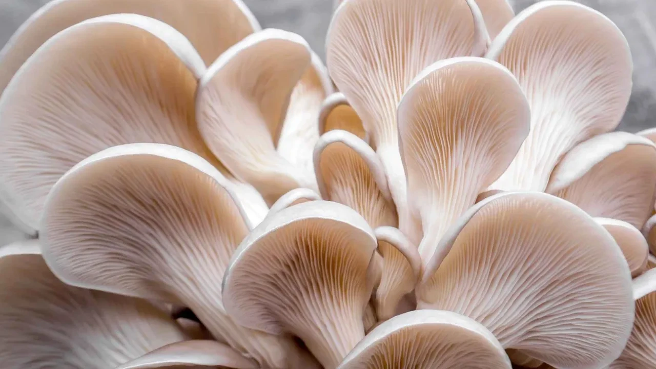 İsottan bile daha acı! Ağaçta yetişiyor, bir gramı bile gözyaşı getiriyor