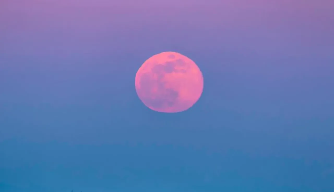 Pembe ayı görmek isteyen vatandaşlar tarih aramalarına başladı