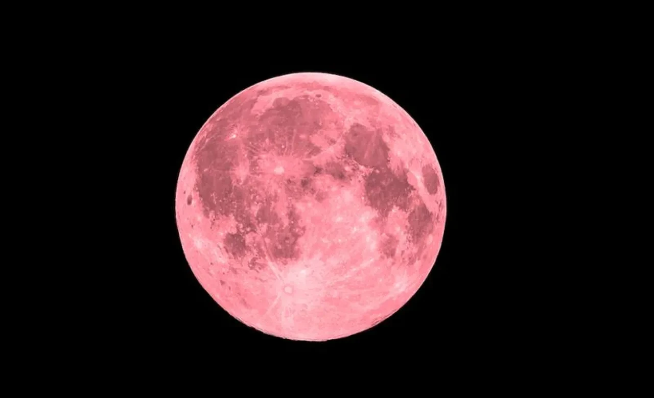 Pembe ayı görmek isteyen vatandaşlar tarih aramalarına başladı