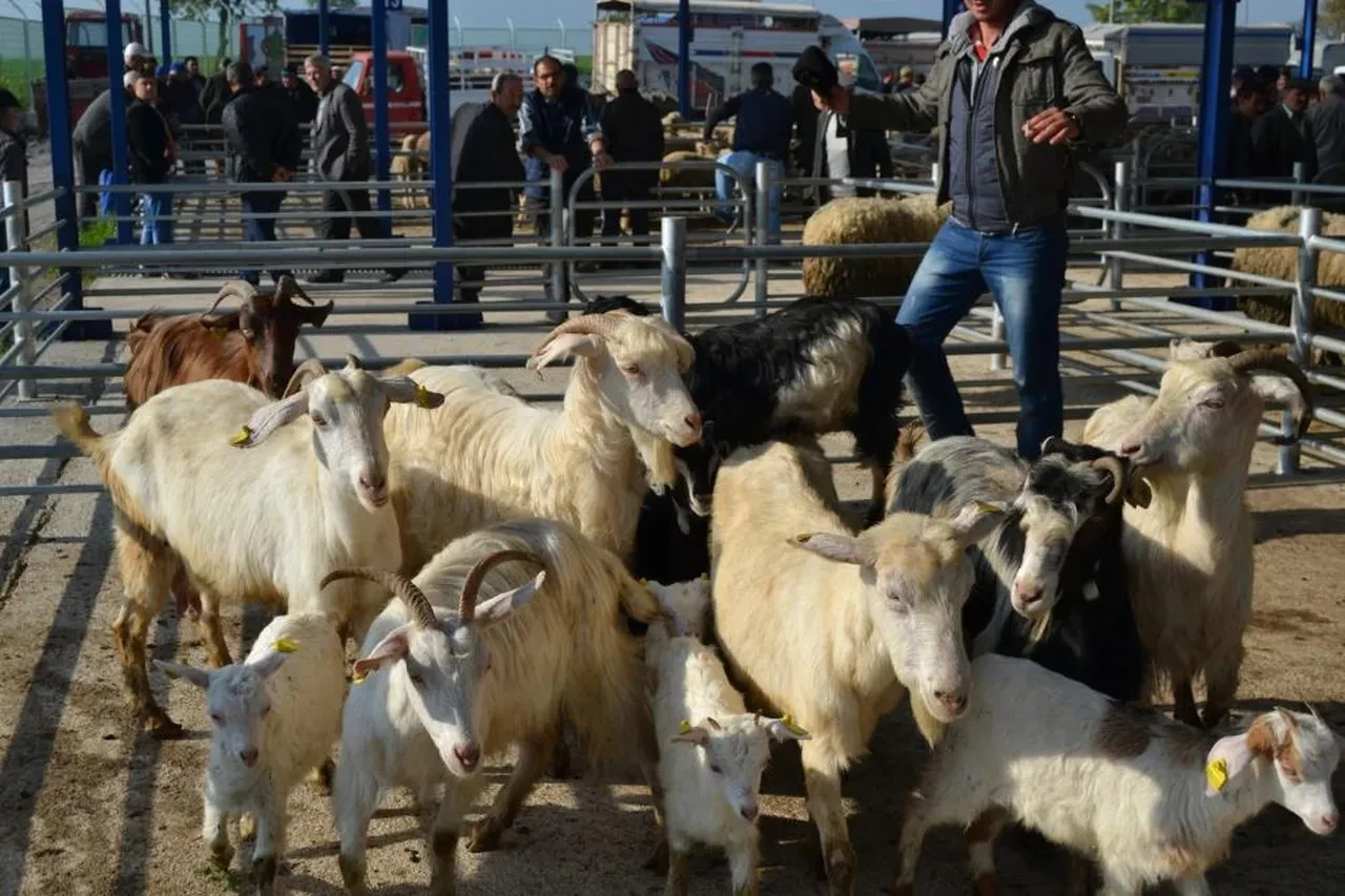 Balıkesir'de şap alarmı: 15 mahalle karantinaya alındı