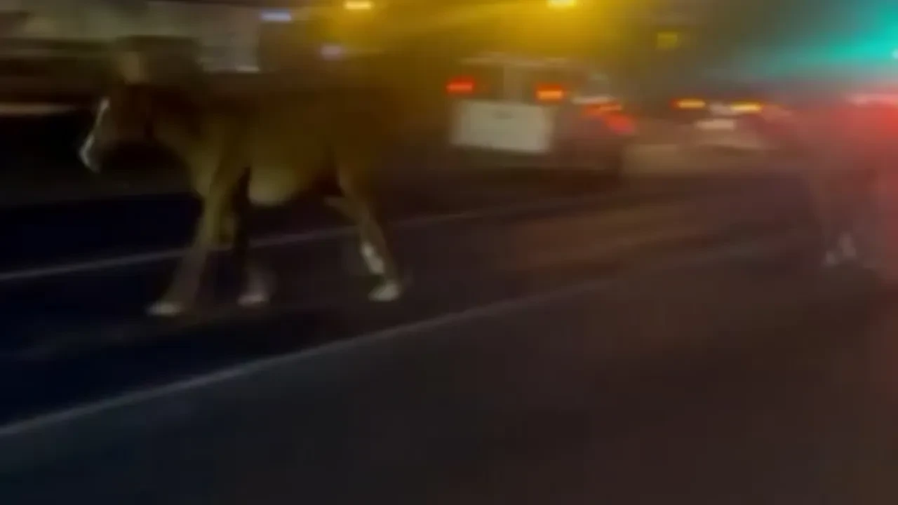 Mersin’de başıboş atlar trafiği birbirine kattı!