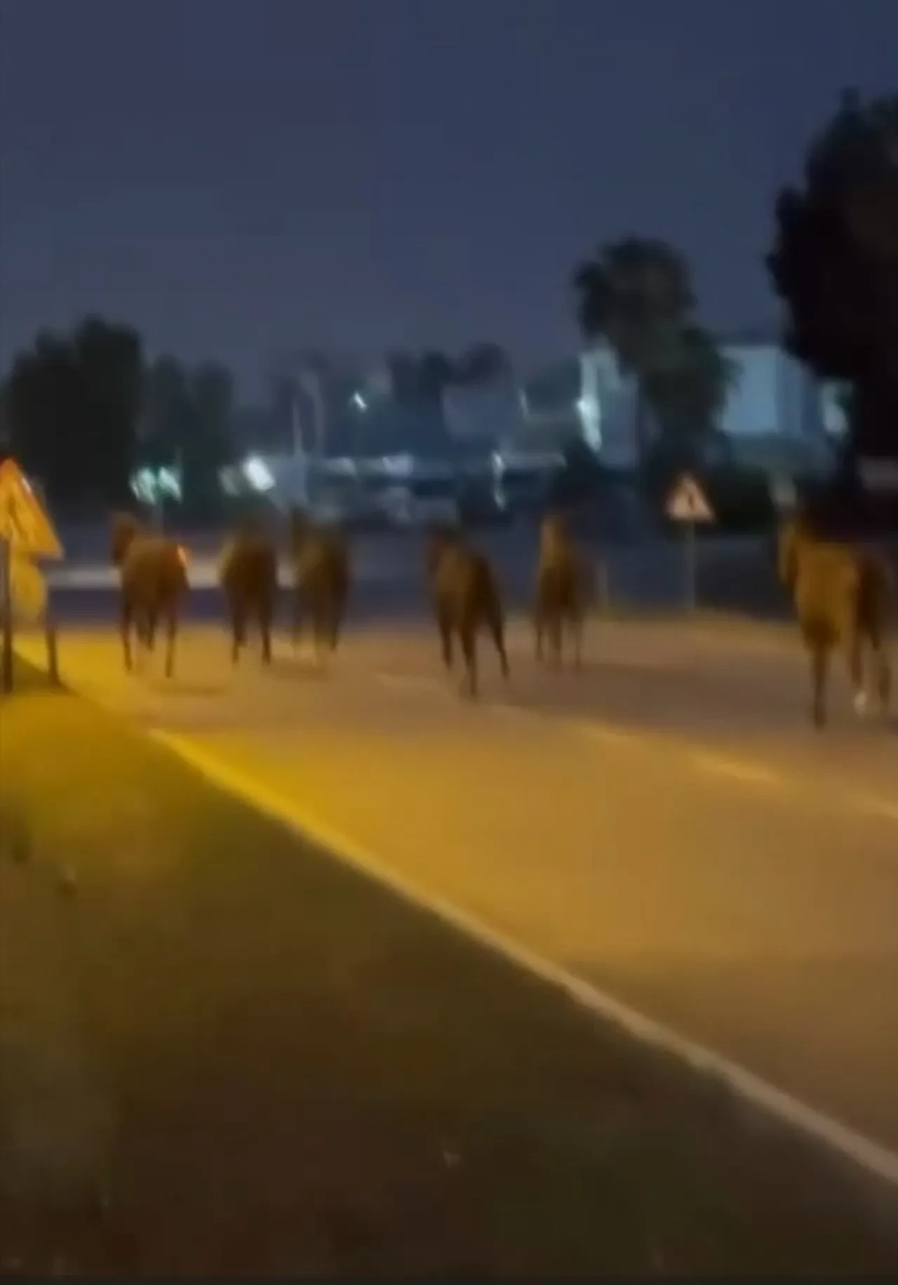 Mersin’de başıboş atlar trafiği birbirine kattı!