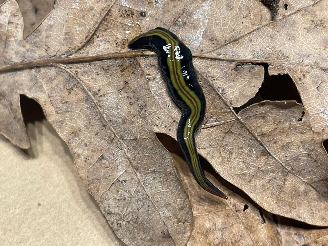 Almanya'da etçil solucan paniği! Tesadüfen fark edildi, hızla yayılıyorlar