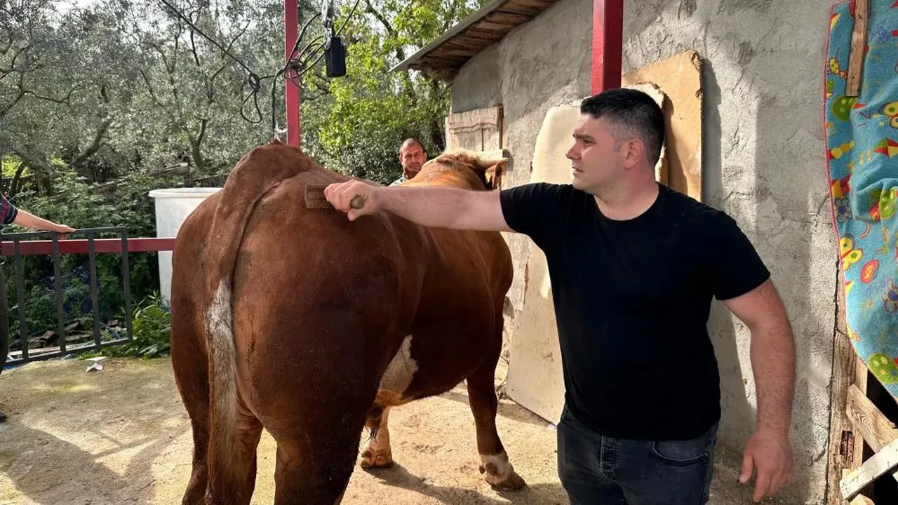 Araba fiyatına kurbanlık! Paşa alıcısını bekliyor