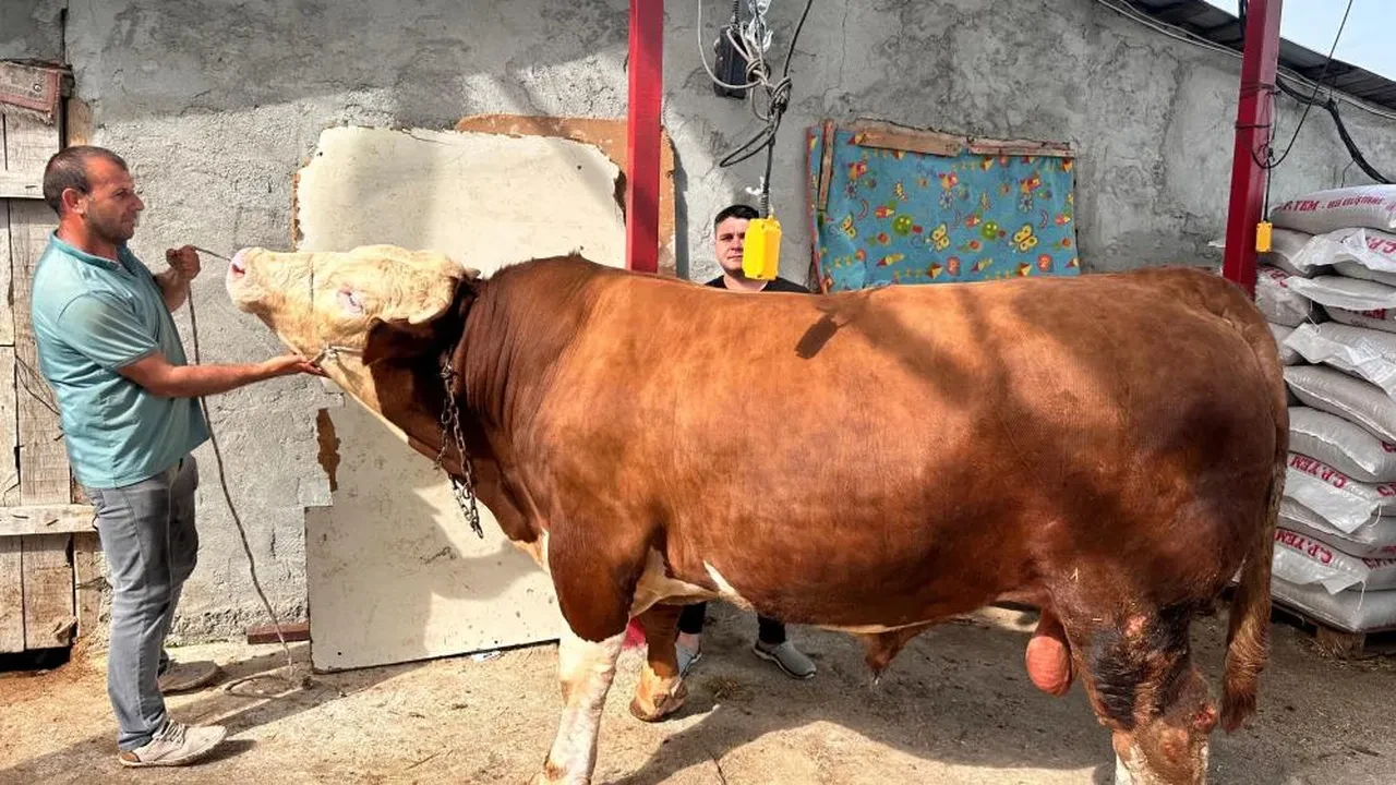 Araba fiyatına kurbanlık! Paşa alıcısını bekliyor