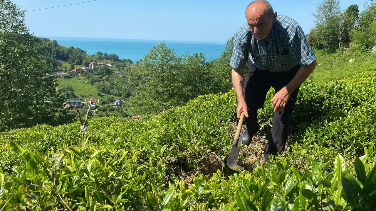 Artvin'de Kafkas engereği paniği! Yılanın ısırdığı adam yoğun bakımda