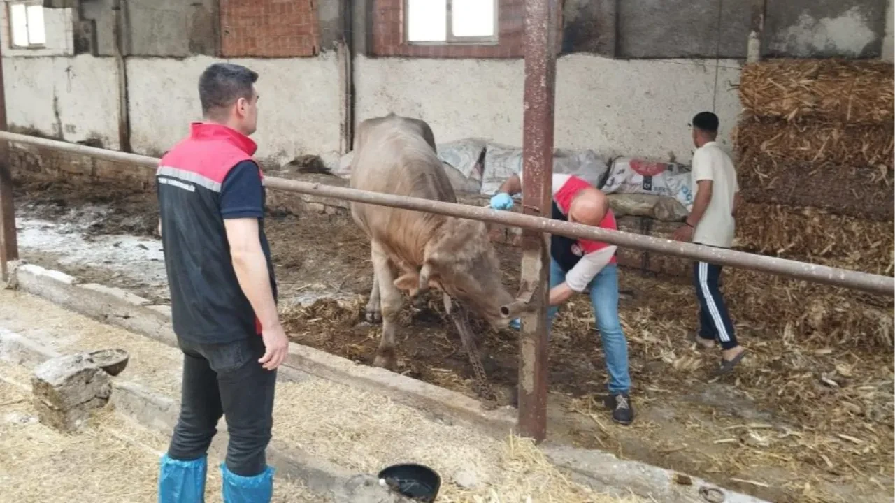 Çorum'da şap alarmı! Kentteki tüm hayvan pazarları kapatıldı!