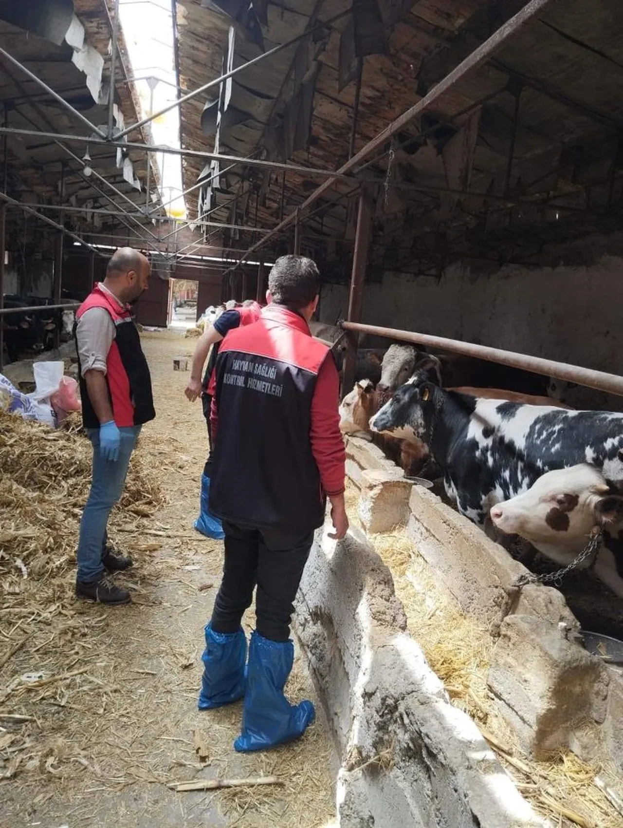 Çorum'da şap alarmı! Kentteki tüm hayvan pazarları kapatıldı!