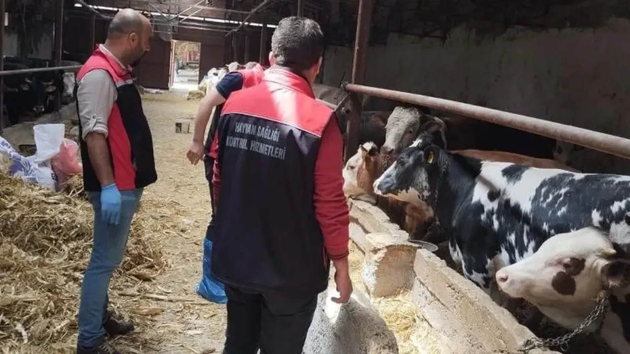 Çorum’da şap hastalığına karşı önlem! Bayrama kadar hayvan pazarı yok