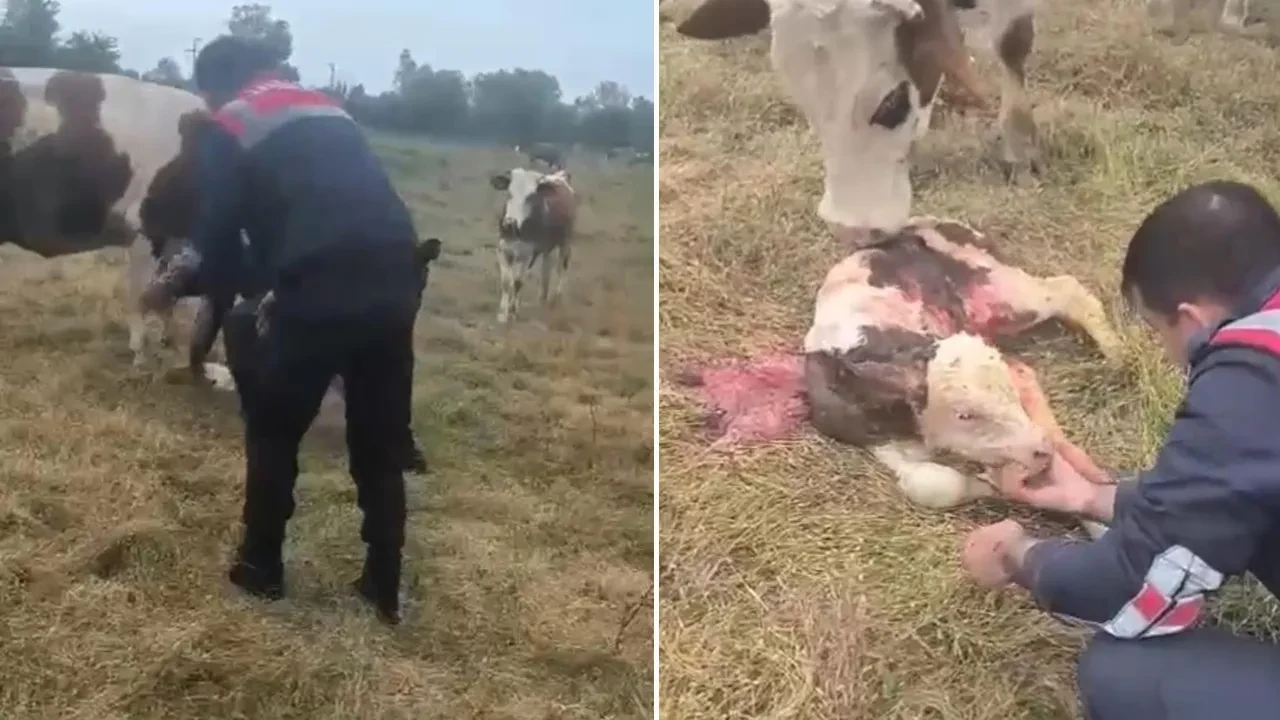 Düzce'de ilginç olay! Hayvanın doğumunu jandarma yaptırdı