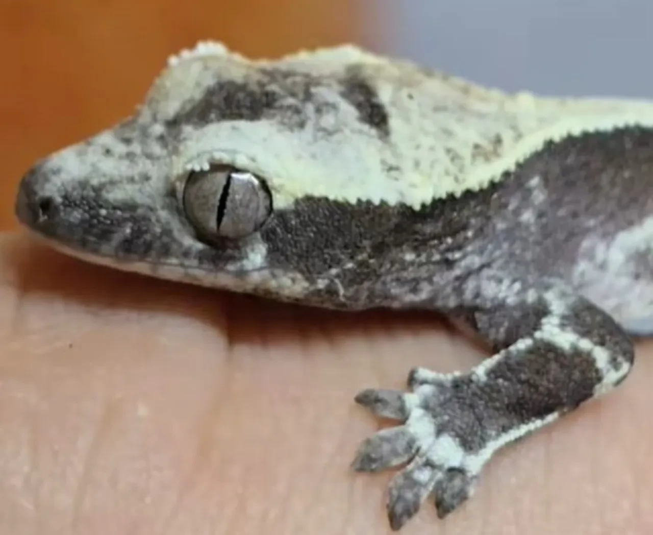 Minik kertenkelelerle milyonluk servet kazandı!