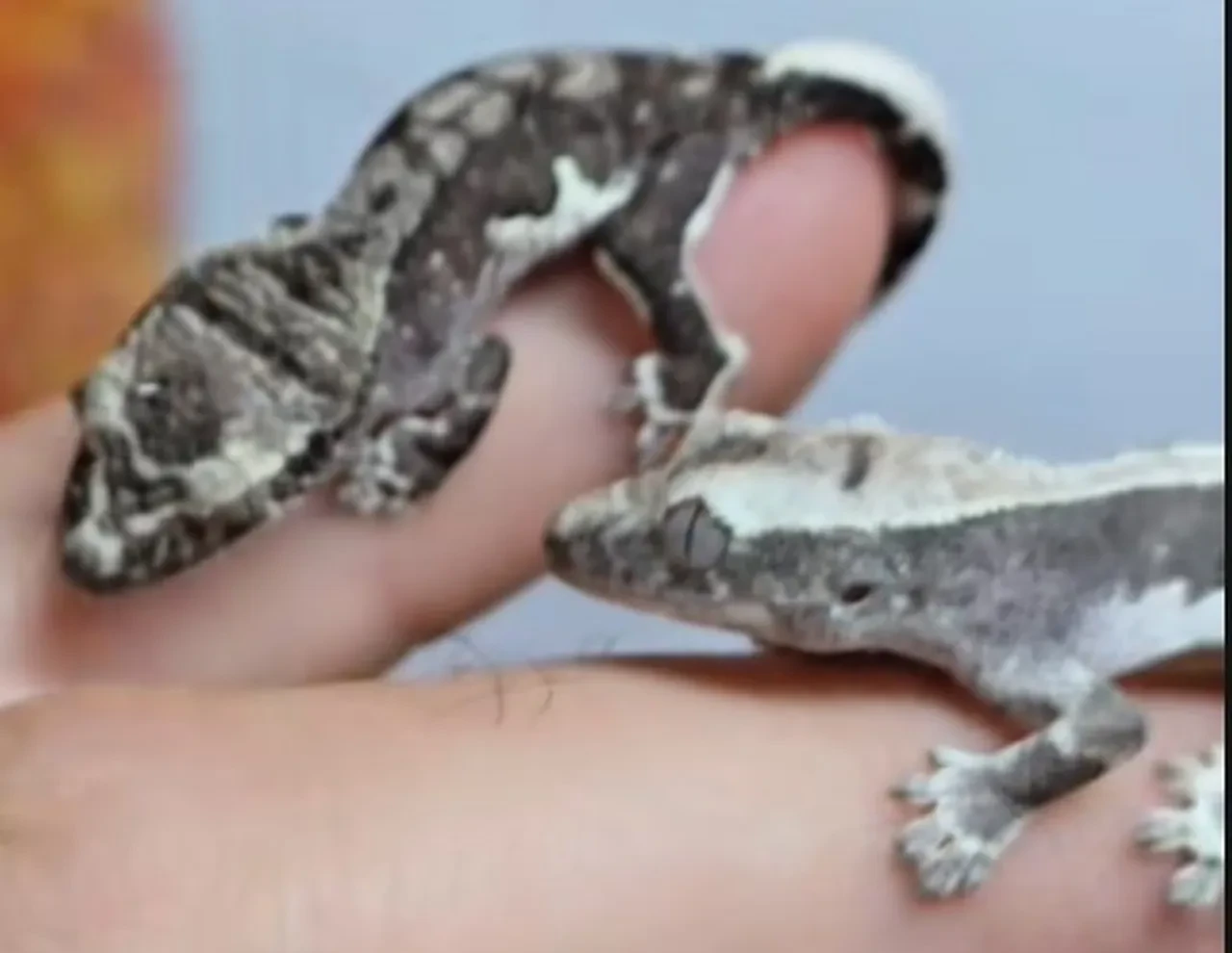 Minik kertenkelelerle milyonluk servet kazandı!