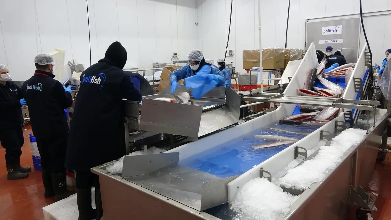 500 milyon dolarla sezonu kapatan Türk somonu yeniden hasatta