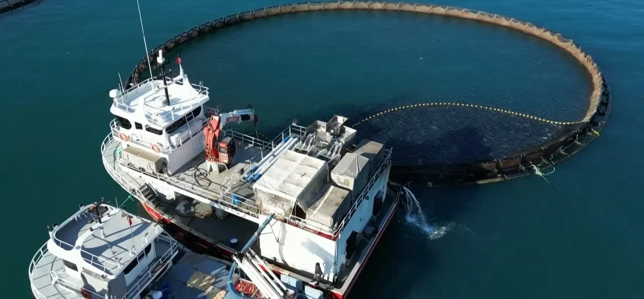 500 milyon dolarla sezonu kapatan Türk somonu yeniden hasatta