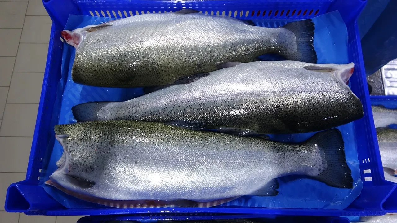 500 milyon dolarla sezonu kapatan Türk somonu yeniden hasatta