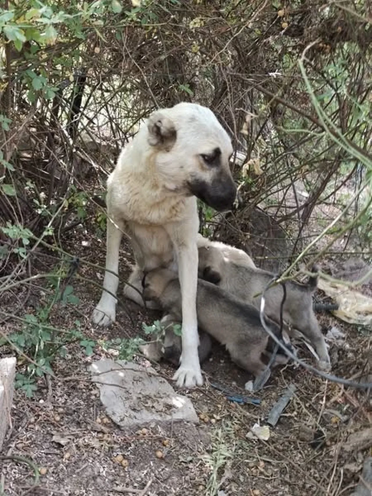 Anne köpeğin yavrularına kavuştuğu anlar yürek ısıttı