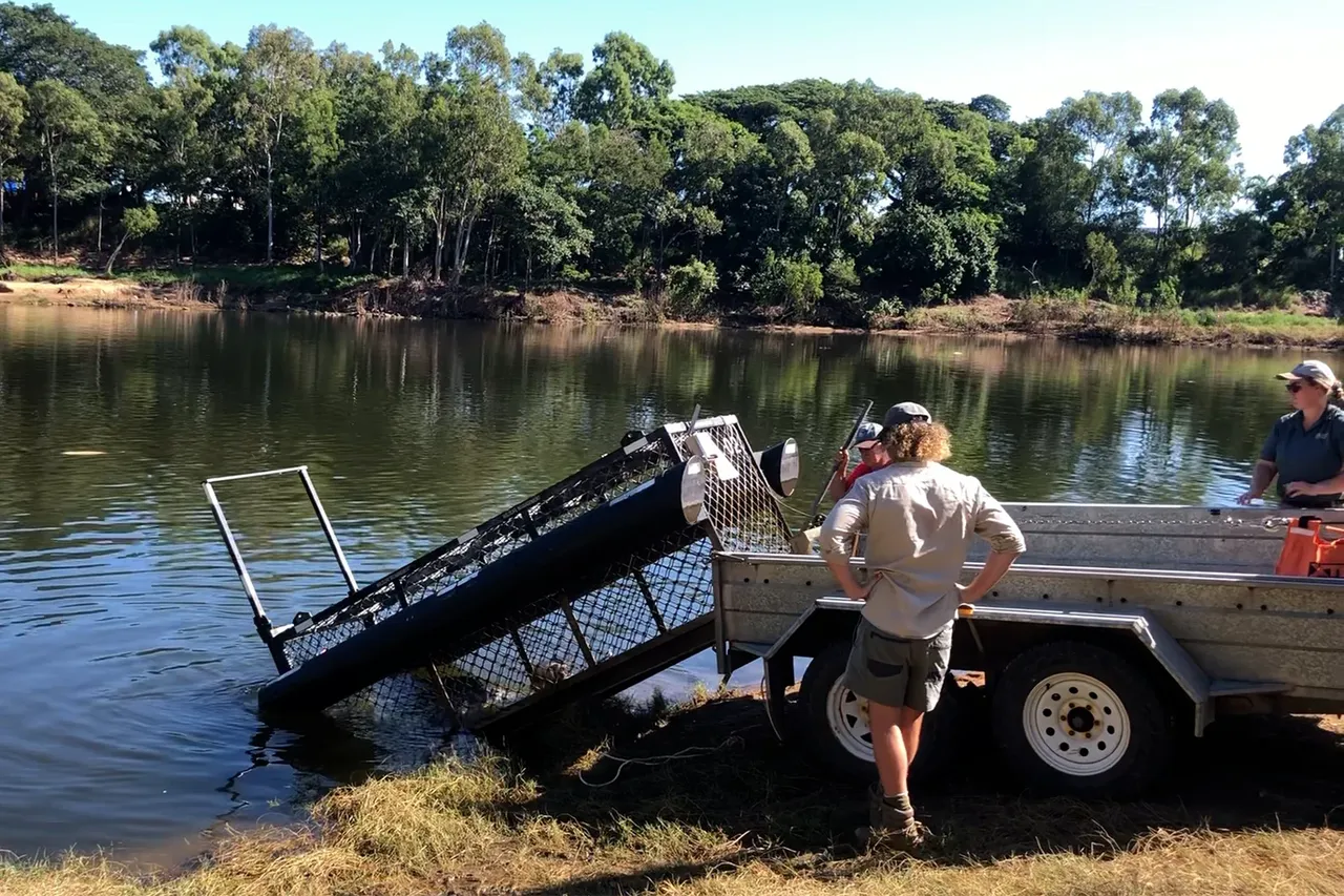 Balık tutanları bekleyen büyük tehlike ortadan kaldırıldı! İki timsah tuzakla yakalandı