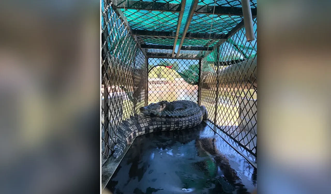 Balık tutanları bekleyen büyük tehlike ortadan kaldırıldı! İki timsah tuzakla yakalandı