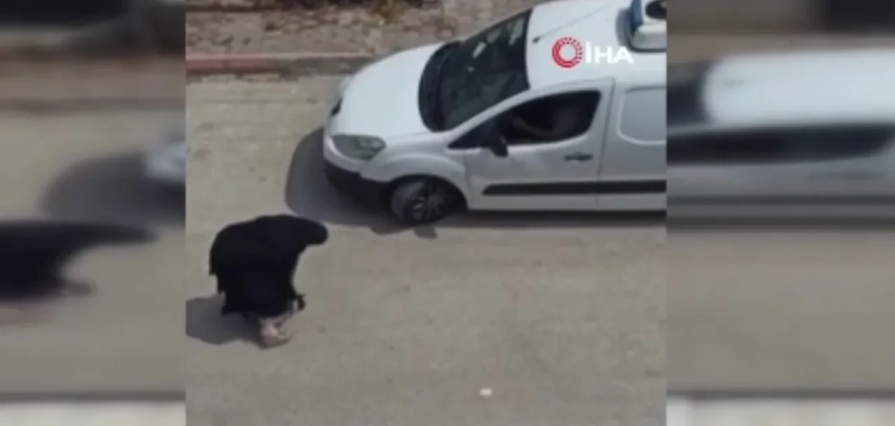 Çay koymadı diye karısını dövüp, arabayı üzerine sürdü! O anlar kamerada