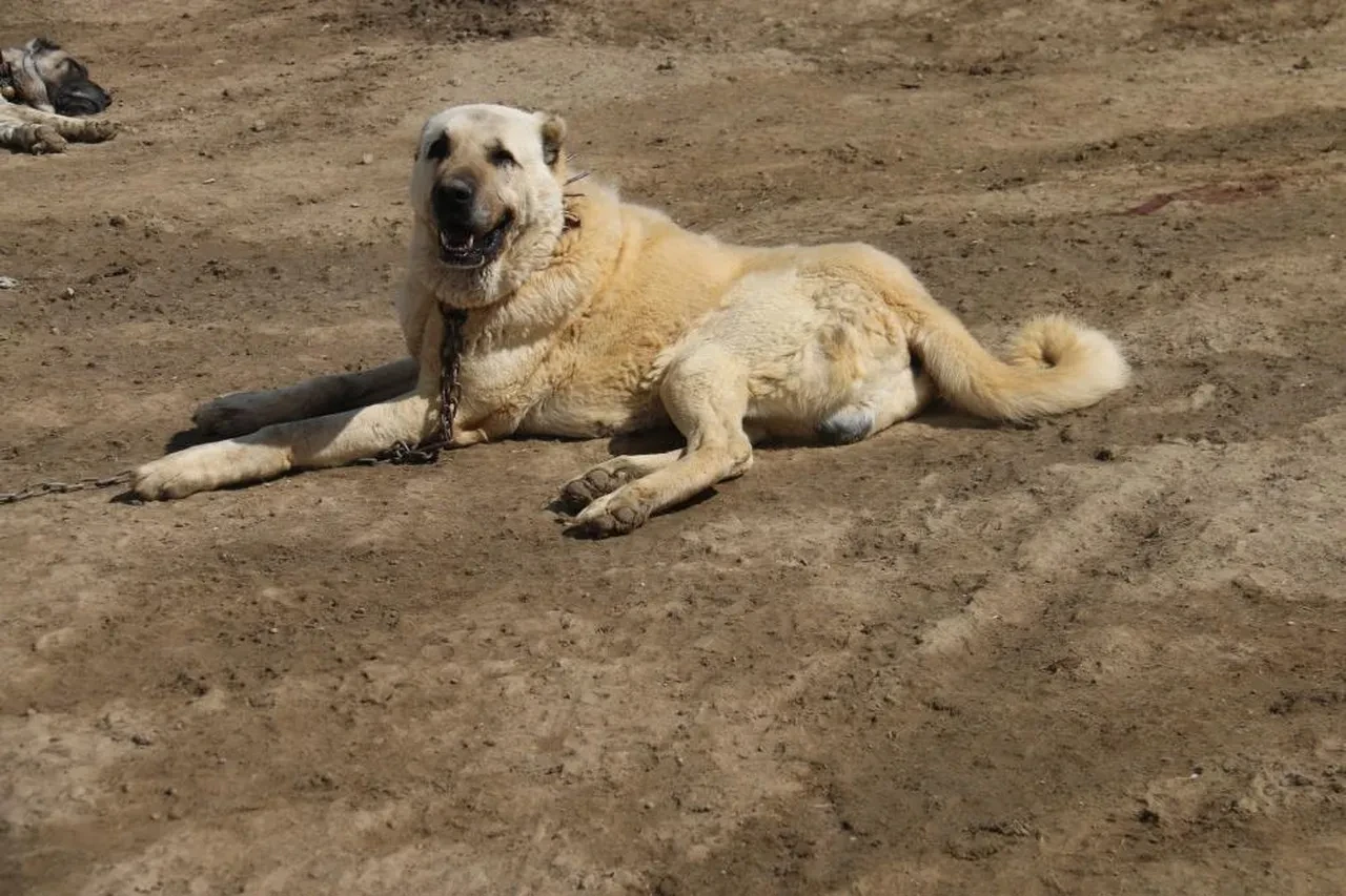 Dünyada eşi benzerleri yok! Kangallara bir ülke daha talip oldu