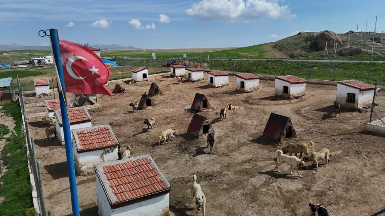 Dünyada eşi benzerleri yok! Kangallara bir ülke daha talip oldu