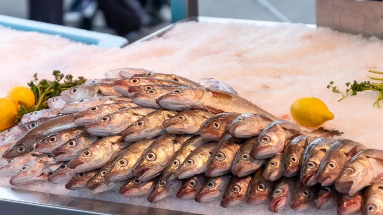 Adalar açıklarında müsilaj ortaya çıktı! Tutulan balıklar yenir mi?