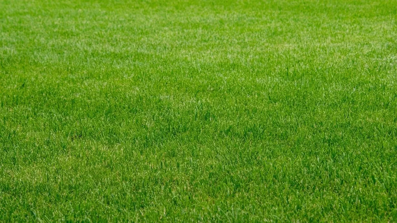 Bu yaz bahçesinde çimlerini biçmek isteyenler bu saat aralığına dikkat! Daha fazla uzuyor