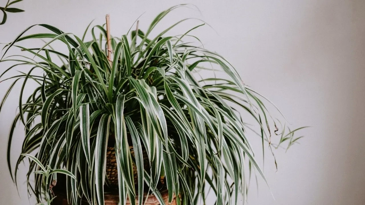 Eski zamanlarda eve bereket getirsin diye kullanılıyordu! Bu bitkileri gören bir daha bakıyor