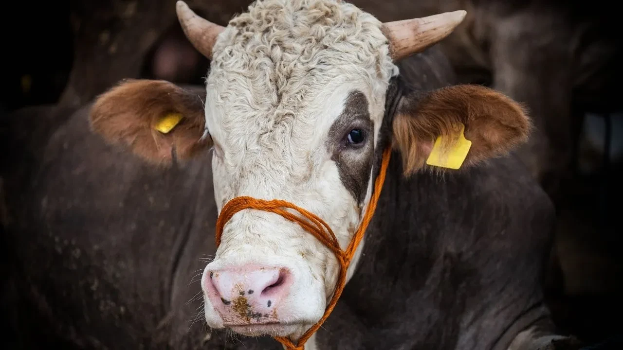 Kurban bayramı birleşecek mi? Milyonlarca kişi tatilin uzatılmasını bekliyor