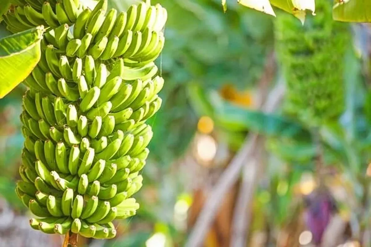 Muz için üzücü rapor! Uzmanlar tarih verdi: Üretim zora giriyor