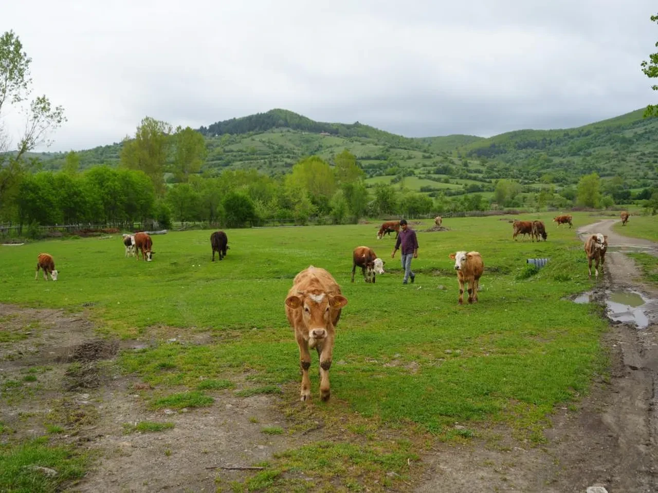 Şehirden bıktı, köyüne döndü! "İnsanlardansa hayvanları tercih ederim"