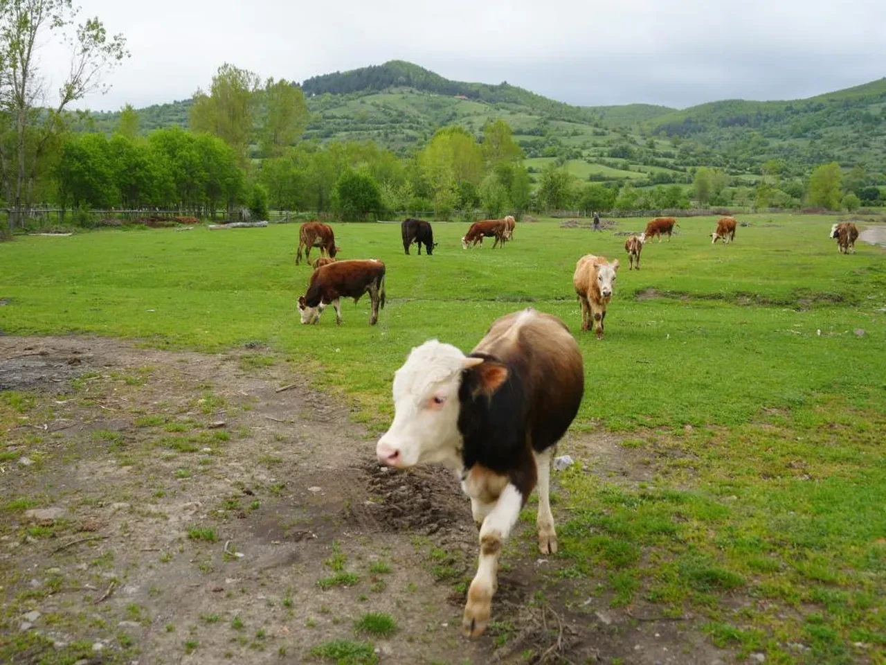 Şehirden bıktı, köyüne döndü! "İnsanlardansa hayvanları tercih ederim"