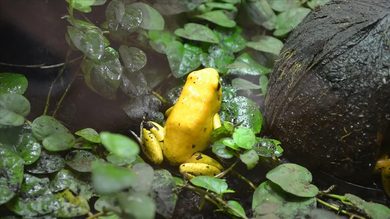 Sessizce yaklaşıyor, dakikalar içinde felç ediyor! Zehri siyanürden 1.200 kat daha güçlü