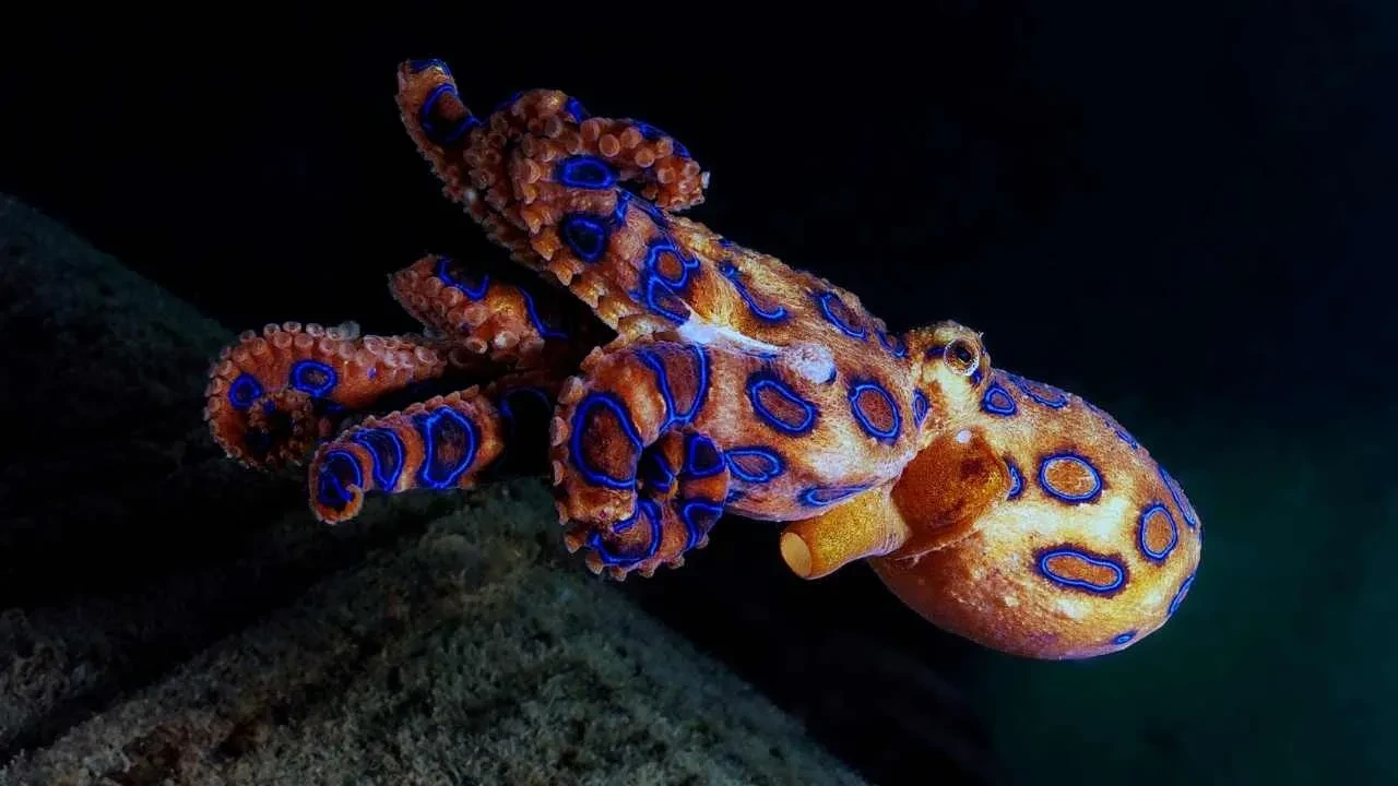 Sessizce yaklaşıyor, dakikalar içinde felç ediyor! Zehri siyanürden 1.200 kat daha güçlü