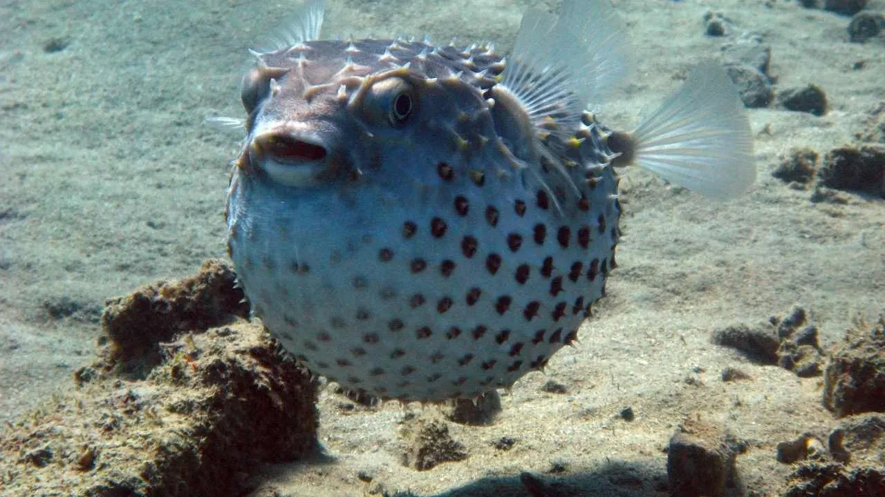 Sessizce yaklaşıyor, dakikalar içinde felç ediyor! Zehri siyanürden 1.200 kat daha güçlü