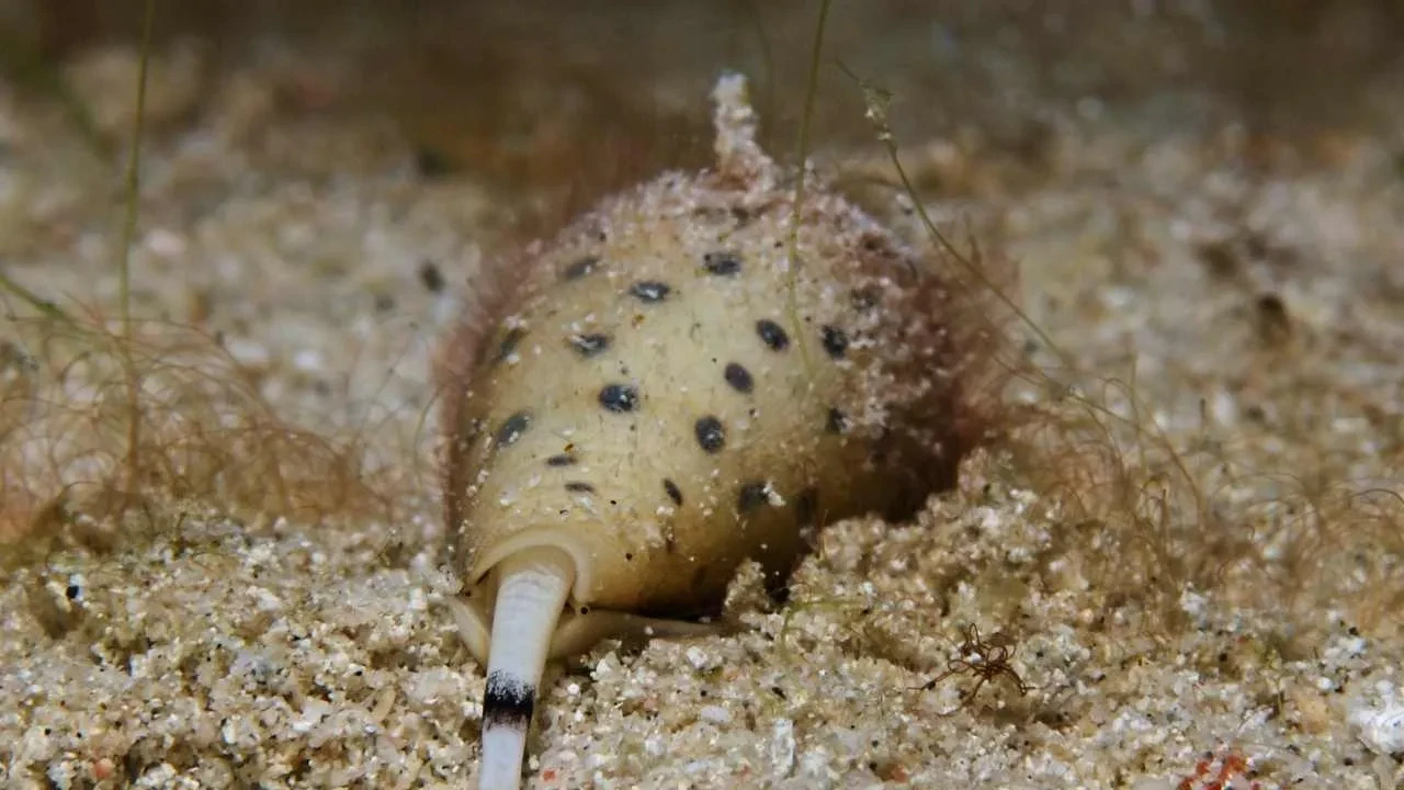 Sessizce yaklaşıyor, dakikalar içinde felç ediyor! Zehri siyanürden 1.200 kat daha güçlü