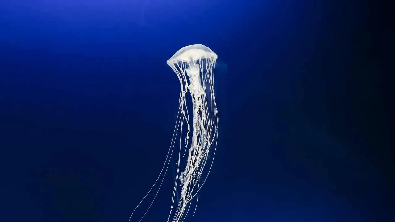 Sessizce yaklaşıyor, dakikalar içinde felç ediyor! Zehri siyanürden 1.200 kat daha güçlü