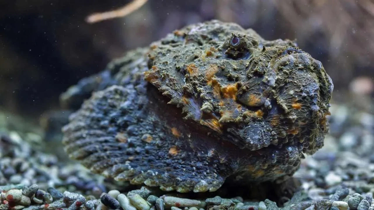 Sessizce yaklaşıyor, dakikalar içinde felç ediyor! Zehri siyanürden 1.200 kat daha güçlü