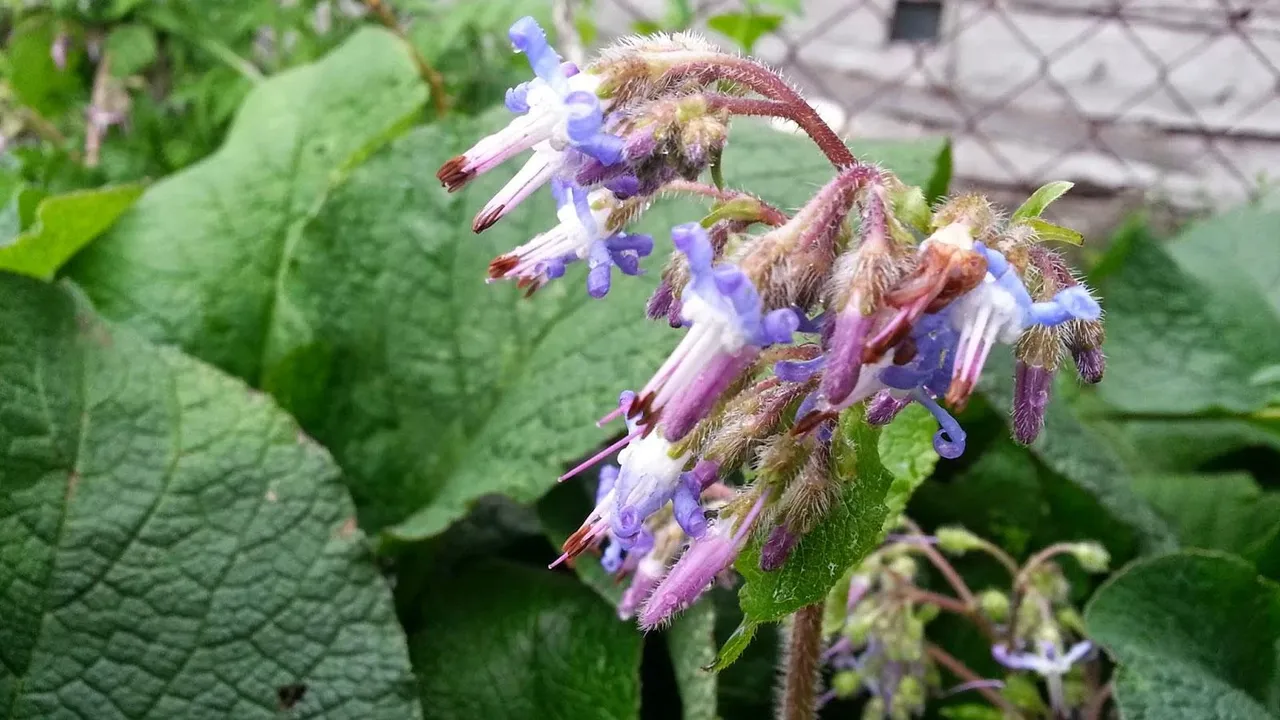 Yol kenarında yetişiyor tam bir iltihap düşmanı! Halk arasında ıspıt otu olarak biliniyor